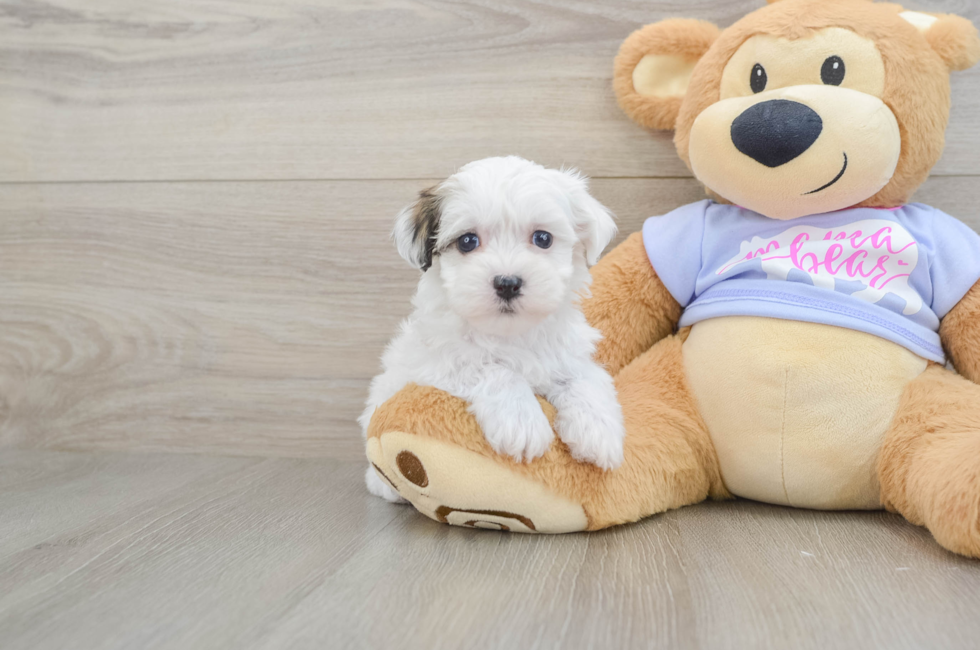 6 week old Teddy Bear Puppy For Sale - Lone Star Pups