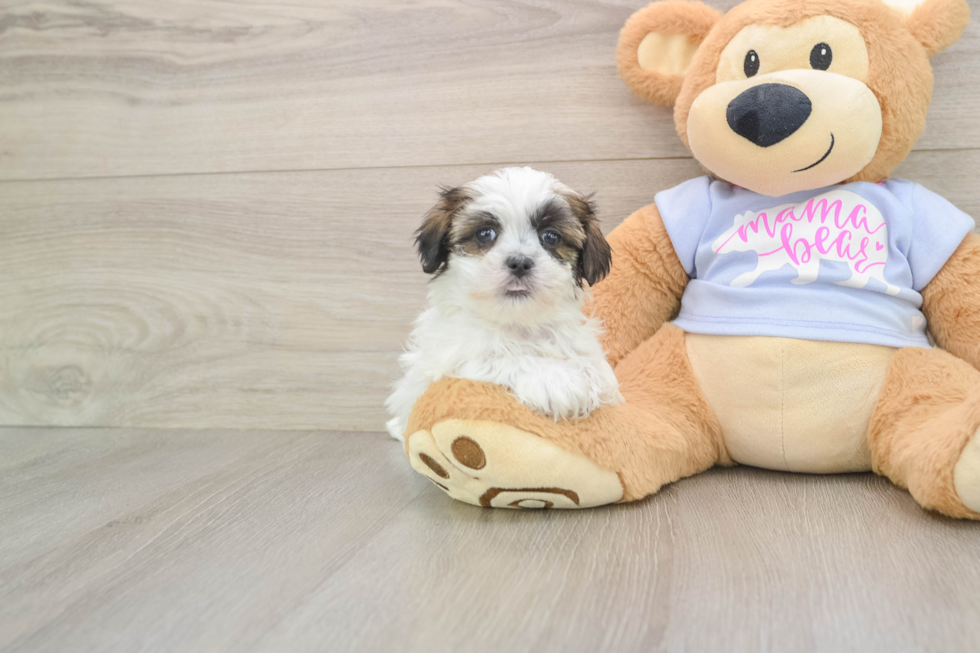 Energetic Shit Designer Puppy