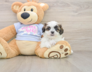 7 week old Teddy Bear Puppy For Sale - Lone Star Pups