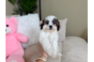 Teddy Bear Puppy for Adoption