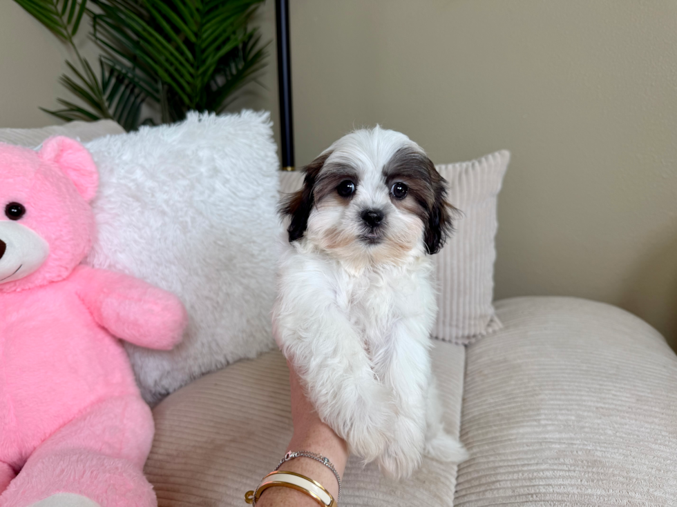 Teddy Bear Puppy for Adoption