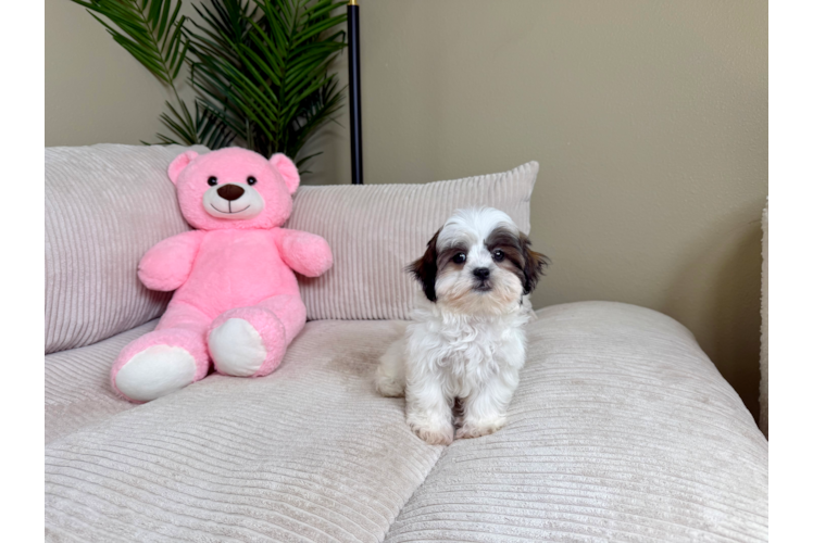 Teddy Bear Pup Being Cute