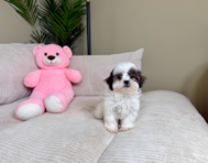 10 week old Teddy Bear Puppy For Sale - Lone Star Pups