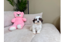 Teddy Bear Pup Being Cute