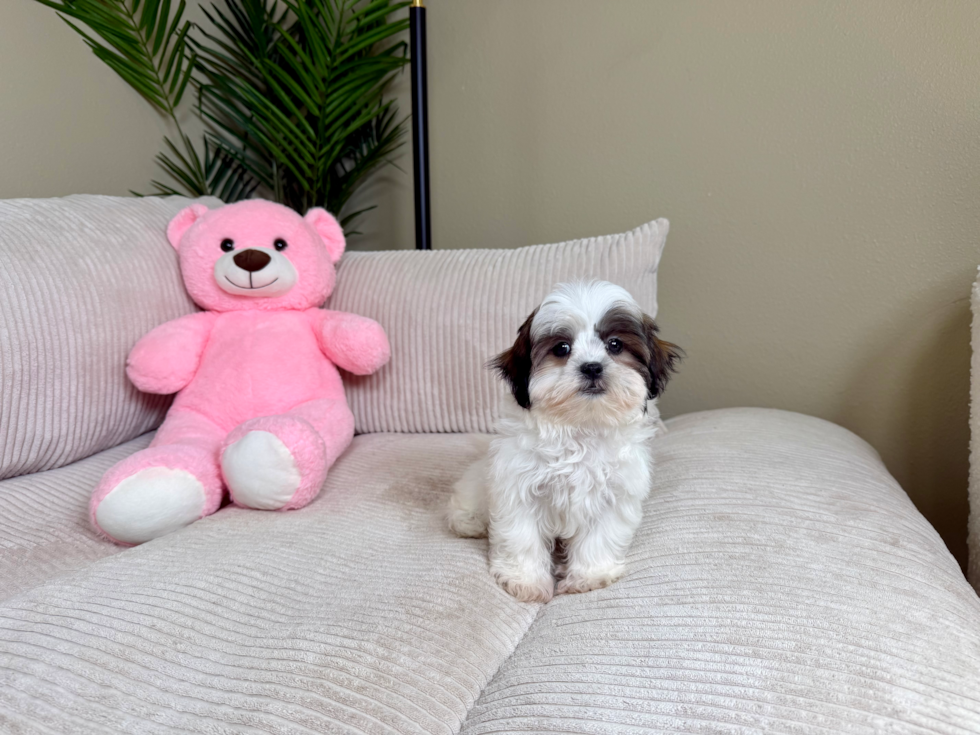 Teddy Bear Pup Being Cute