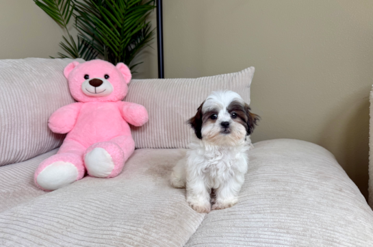 Teddy Bear Pup Being Cute