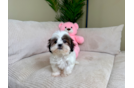 Cute Teddy Bear Designer Pup