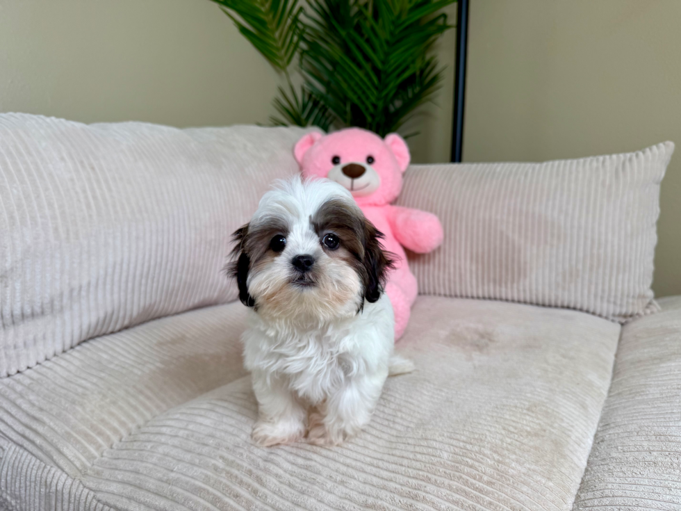 Cute Teddy Bear Designer Pup