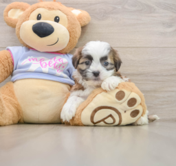 5 week old Teddy Bear Puppy For Sale - Lone Star Pups