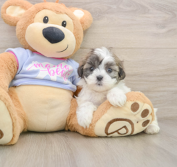 5 week old Teddy Bear Puppy For Sale - Lone Star Pups