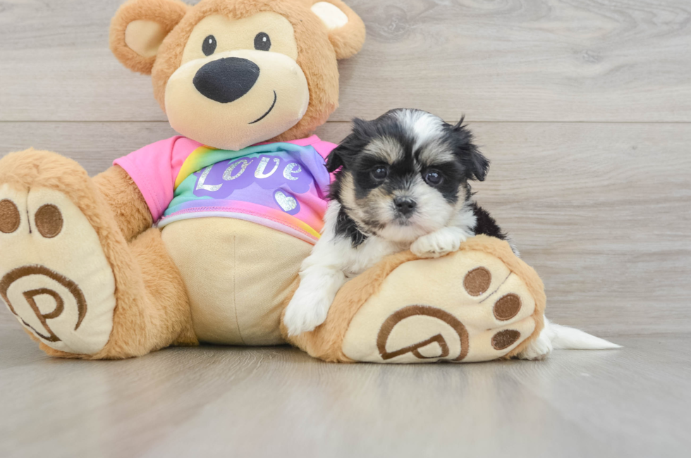 5 week old Teddy Bear Puppy For Sale - Lone Star Pups