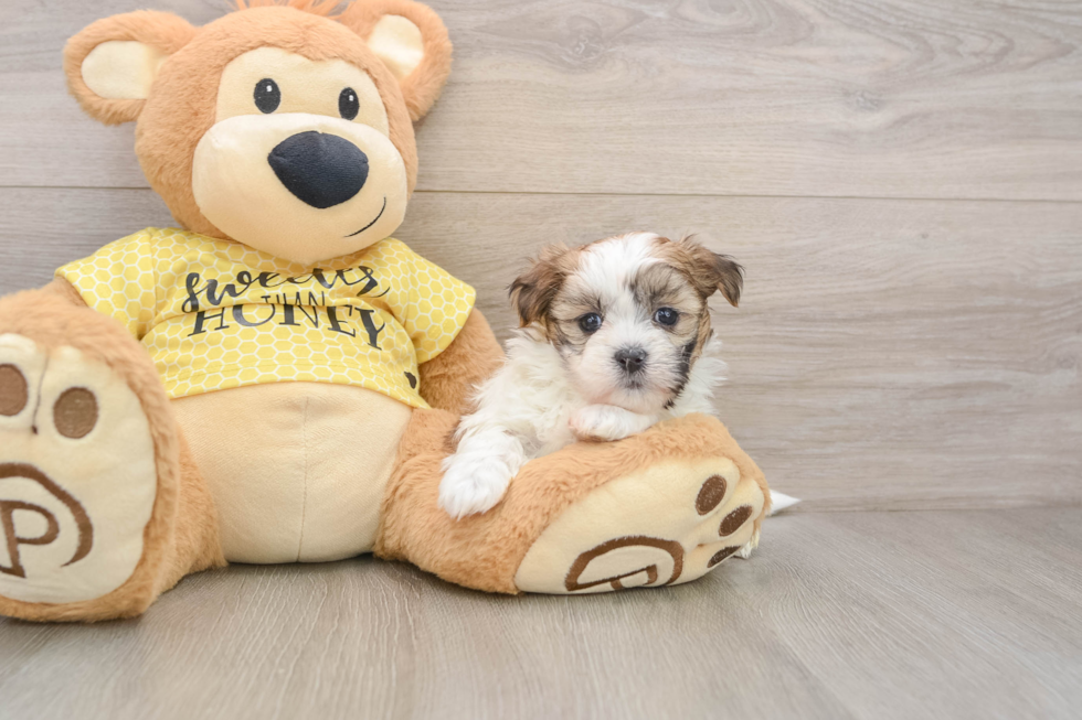 Popular Teddy Bear Designer Pup