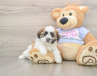 5 week old Teddy Bear Puppy For Sale - Lone Star Pups