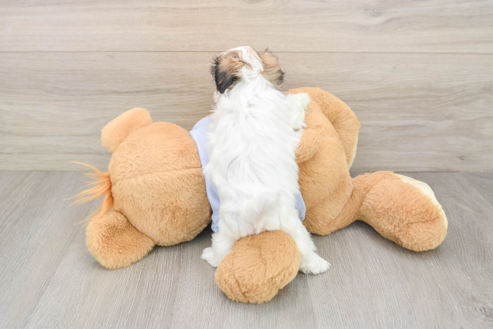 Petite Teddy Bear Designer Pup