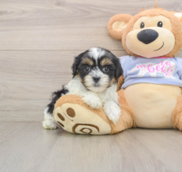5 week old Teddy Bear Puppy For Sale - Lone Star Pups