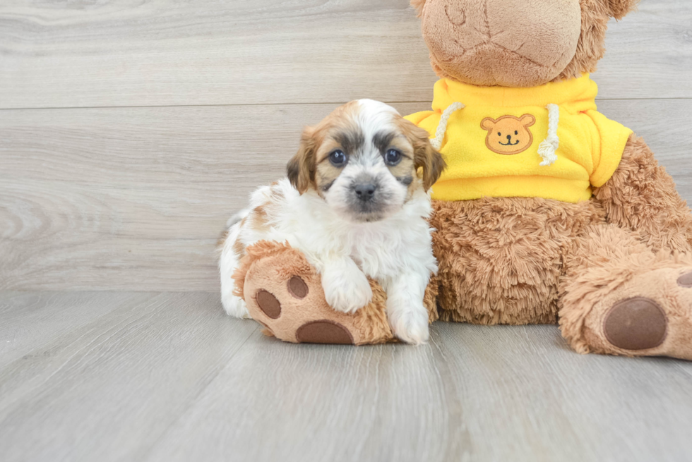 Teddy Bear Pup Being Cute