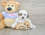 9 week old Teddy Bear Puppy For Sale - Lone Star Pups