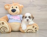 5 week old Teddy Bear Puppy For Sale - Lone Star Pups