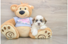Best Teddy Bear Baby