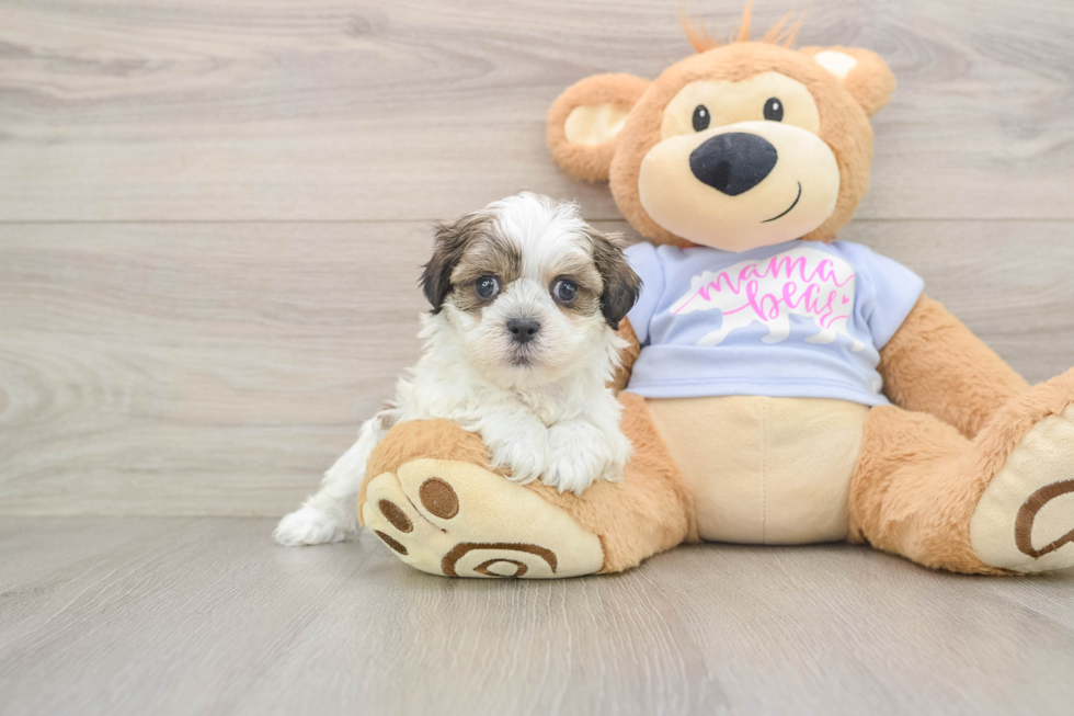 Happy Teddy Bear Baby