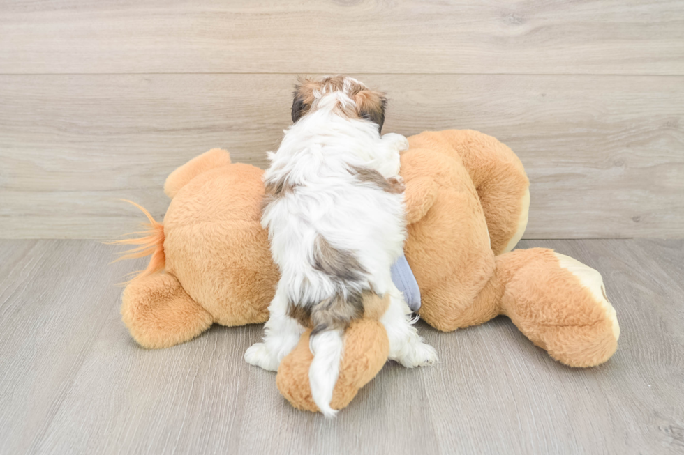 Petite Teddy Bear Designer Pup