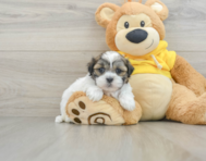 8 week old Teddy Bear Puppy For Sale - Lone Star Pups