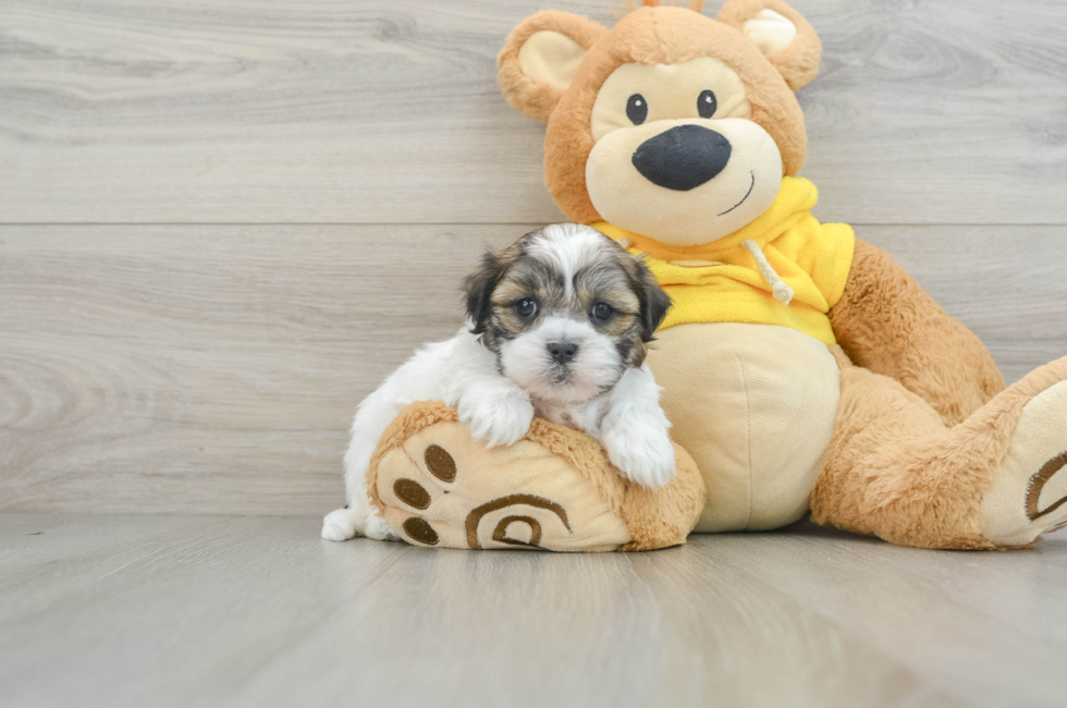 8 week old Teddy Bear Puppy For Sale - Lone Star Pups