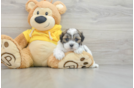 Teddy Bear Pup Being Cute