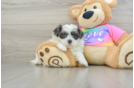 Petite Teddy Bear Designer Pup