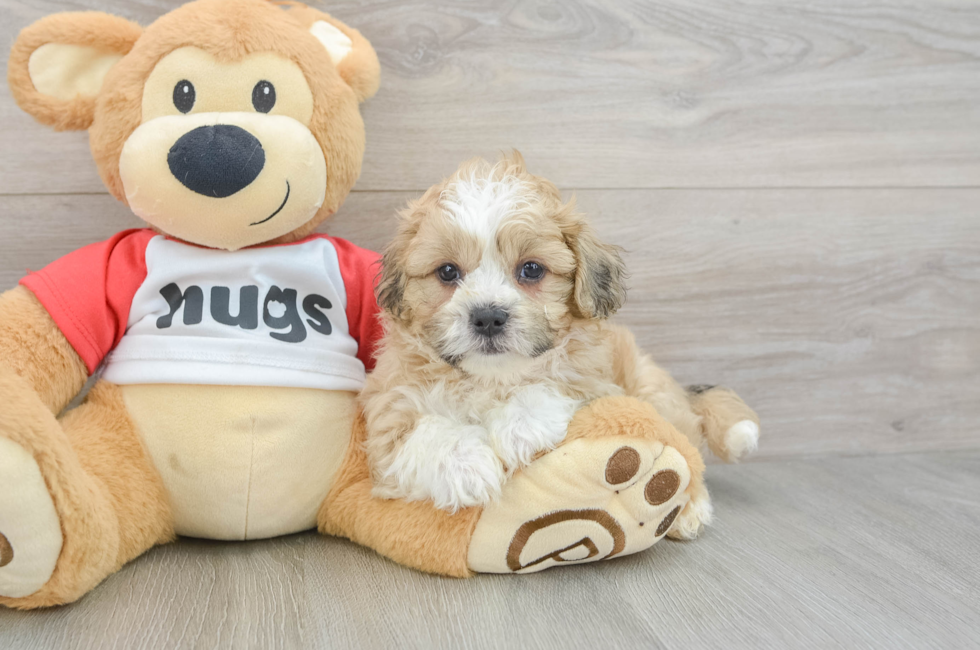 6 week old Teddy Bear Puppy For Sale - Lone Star Pups