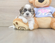 5 week old Teddy Bear Puppy For Sale - Lone Star Pups
