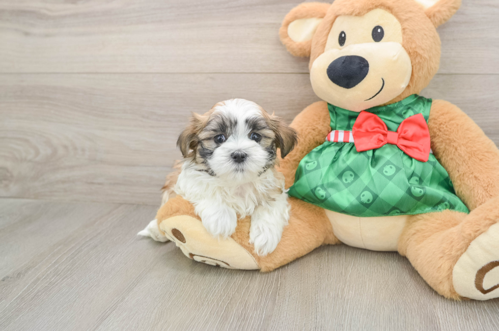 5 week old Teddy Bear Puppy For Sale - Lone Star Pups