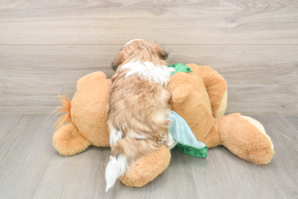 Teddy Bear Pup Being Cute