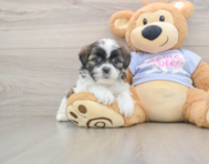 6 week old Teddy Bear Puppy For Sale - Lone Star Pups