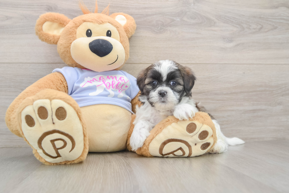 Best Teddy Bear Baby