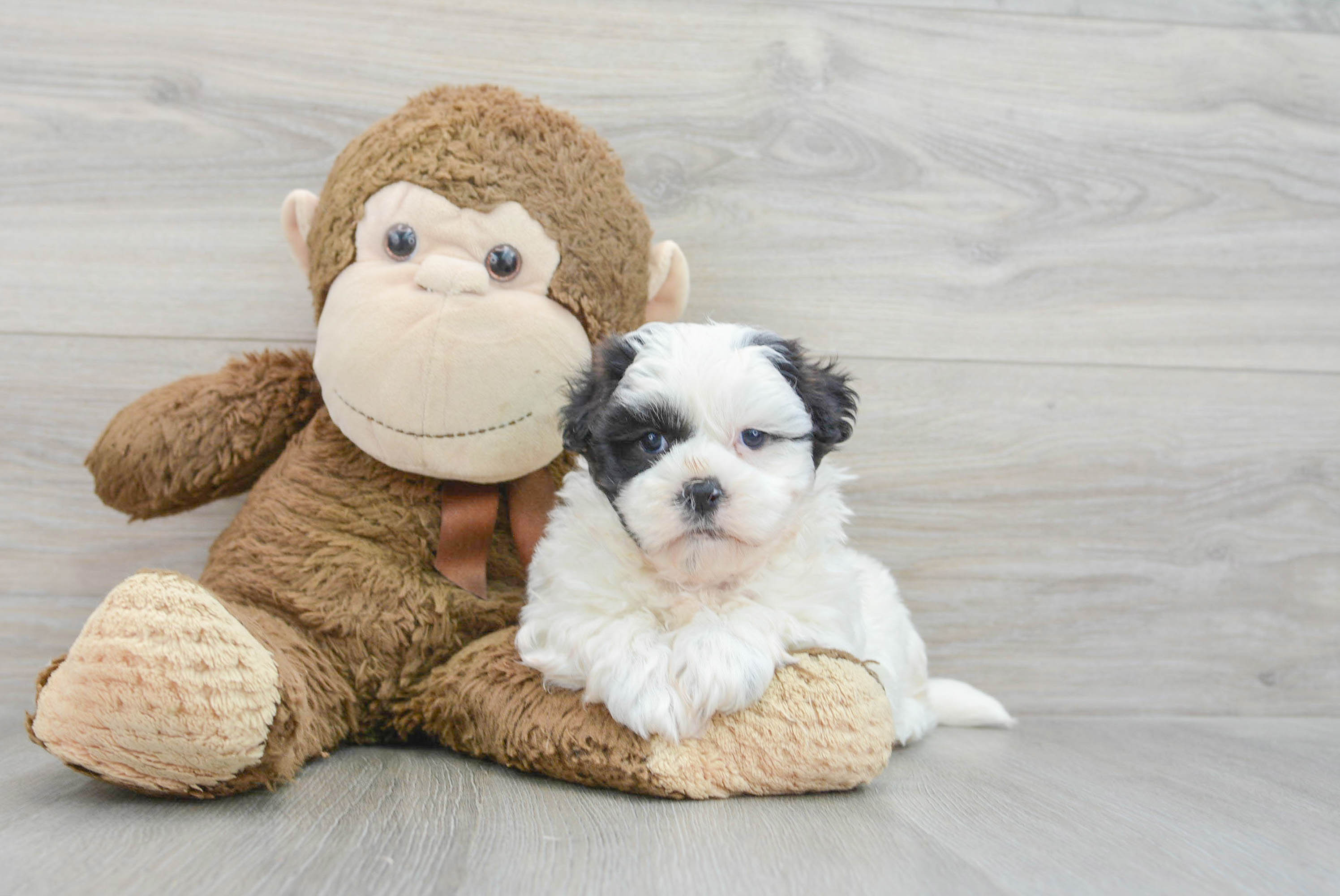 Cute Teddy Bear Baby