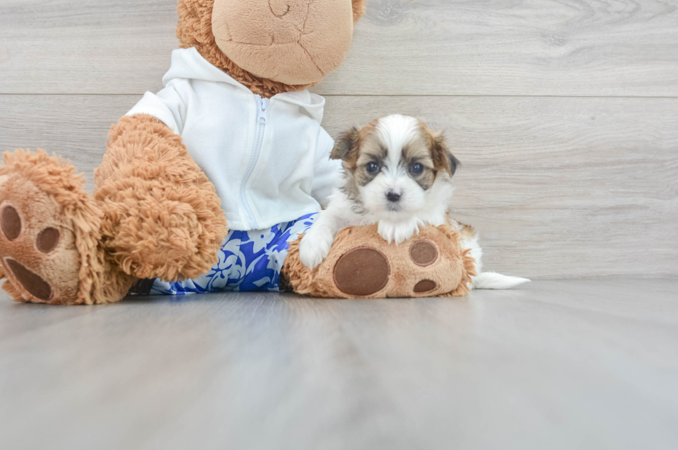 8 week old Teddy Bear Puppy For Sale - Lone Star Pups