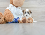 8 week old Teddy Bear Puppy For Sale - Lone Star Pups