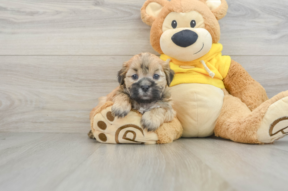 8 week old Teddy Bear Puppy For Sale - Lone Star Pups