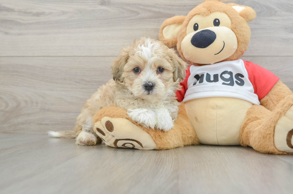 6 week old Teddy Bear Puppy For Sale - Lone Star Pups