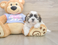 5 week old Teddy Bear Puppy For Sale - Lone Star Pups