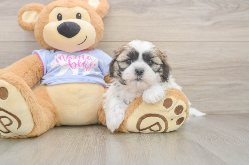 5 week old Teddy Bear Puppy For Sale - Lone Star Pups