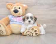 5 week old Teddy Bear Puppy For Sale - Lone Star Pups