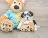 6 week old Teddy Bear Puppy For Sale - Lone Star Pups