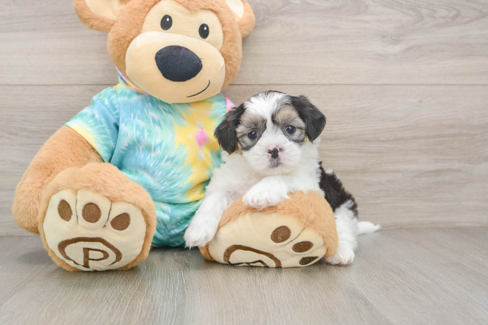 Cute Teddy Bear Baby