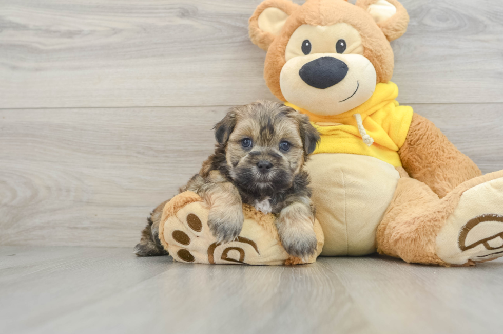 8 week old Teddy Bear Puppy For Sale - Lone Star Pups