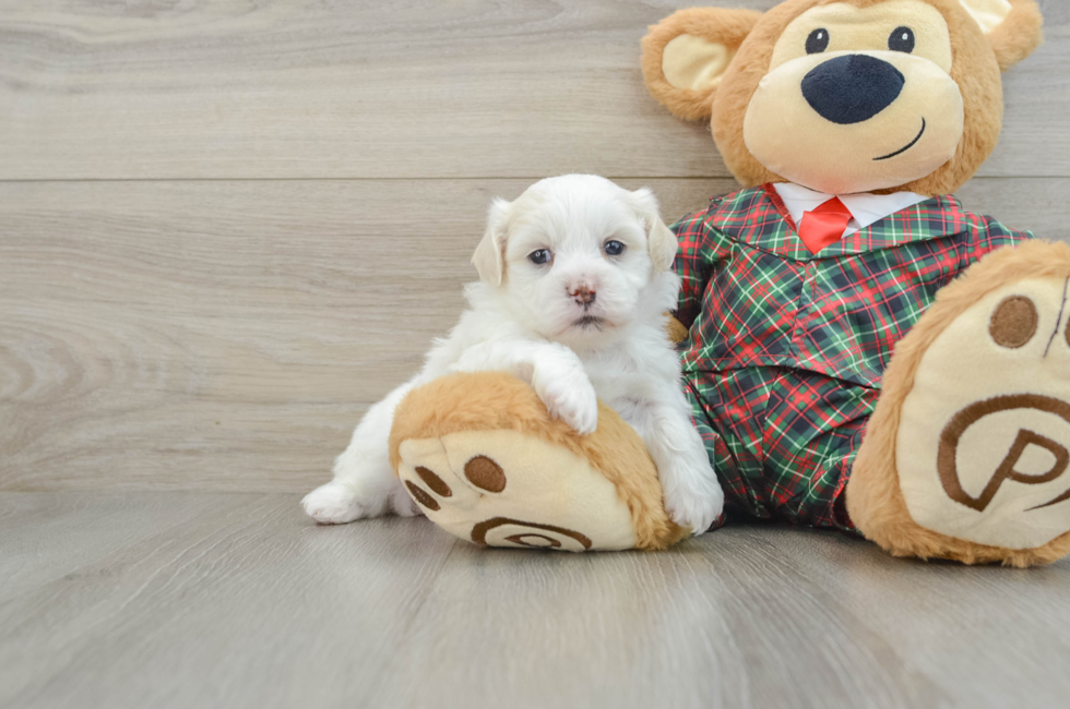 5 week old Teddy Bear Puppy For Sale - Lone Star Pups