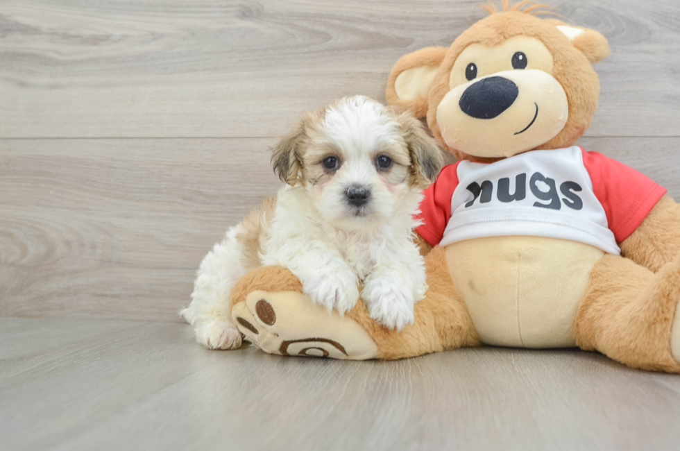 6 week old Teddy Bear Puppy For Sale - Lone Star Pups