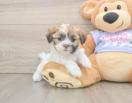 5 week old Teddy Bear Puppy For Sale - Lone Star Pups