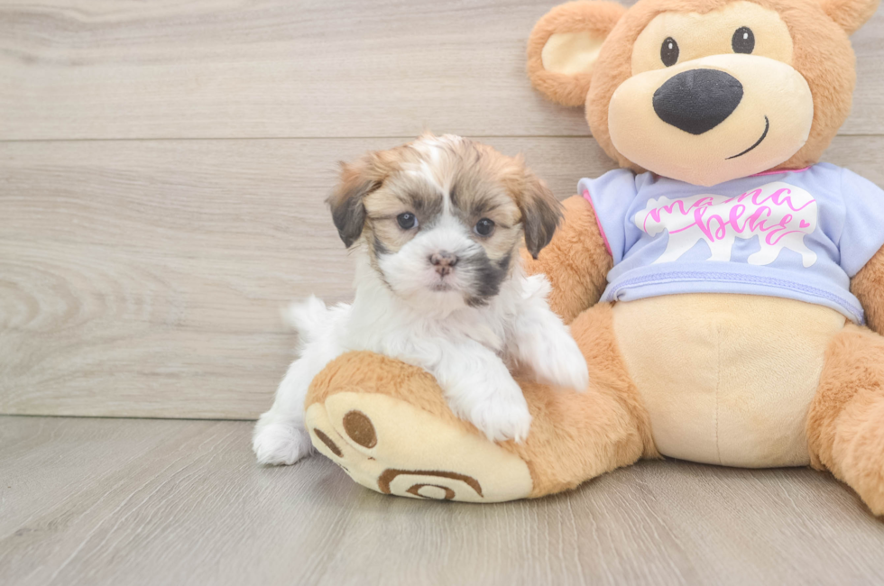 5 week old Teddy Bear Puppy For Sale - Lone Star Pups